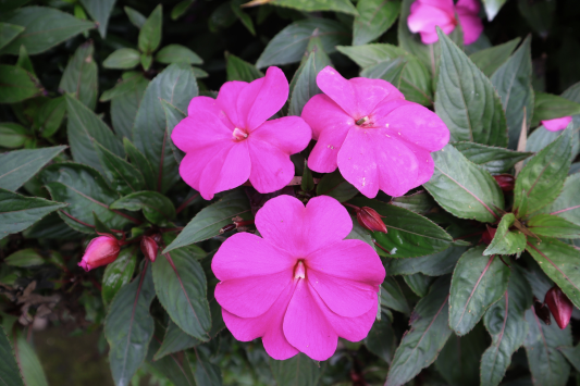 6 plants that bloom all year round